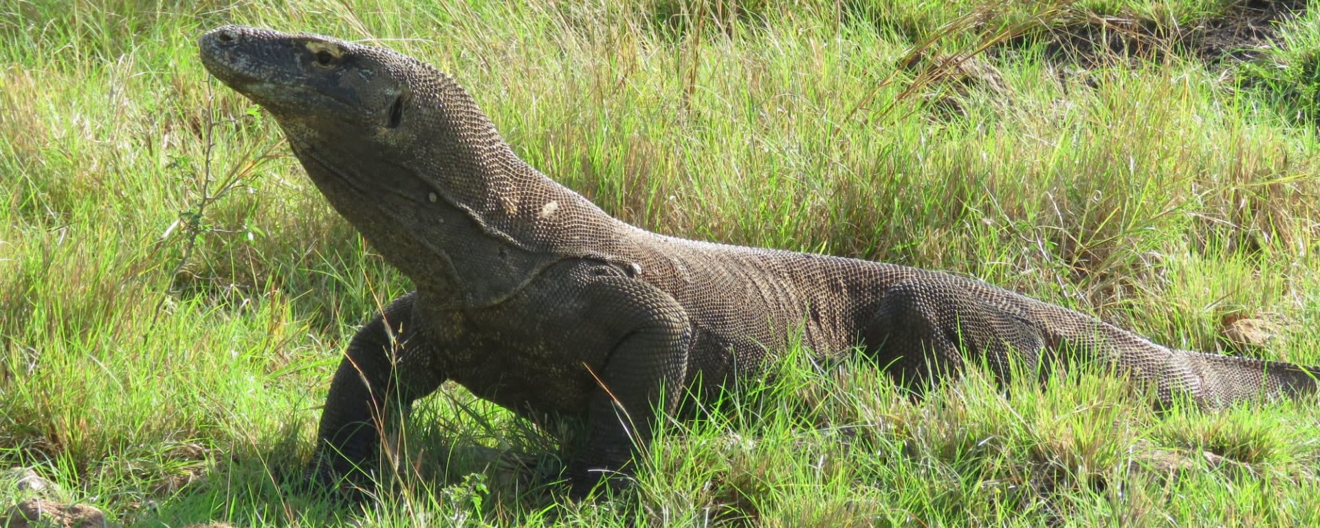 Kreuzfahrt zu den Komodo-Waranen ab Labuan Bajo: Komodo Dragon