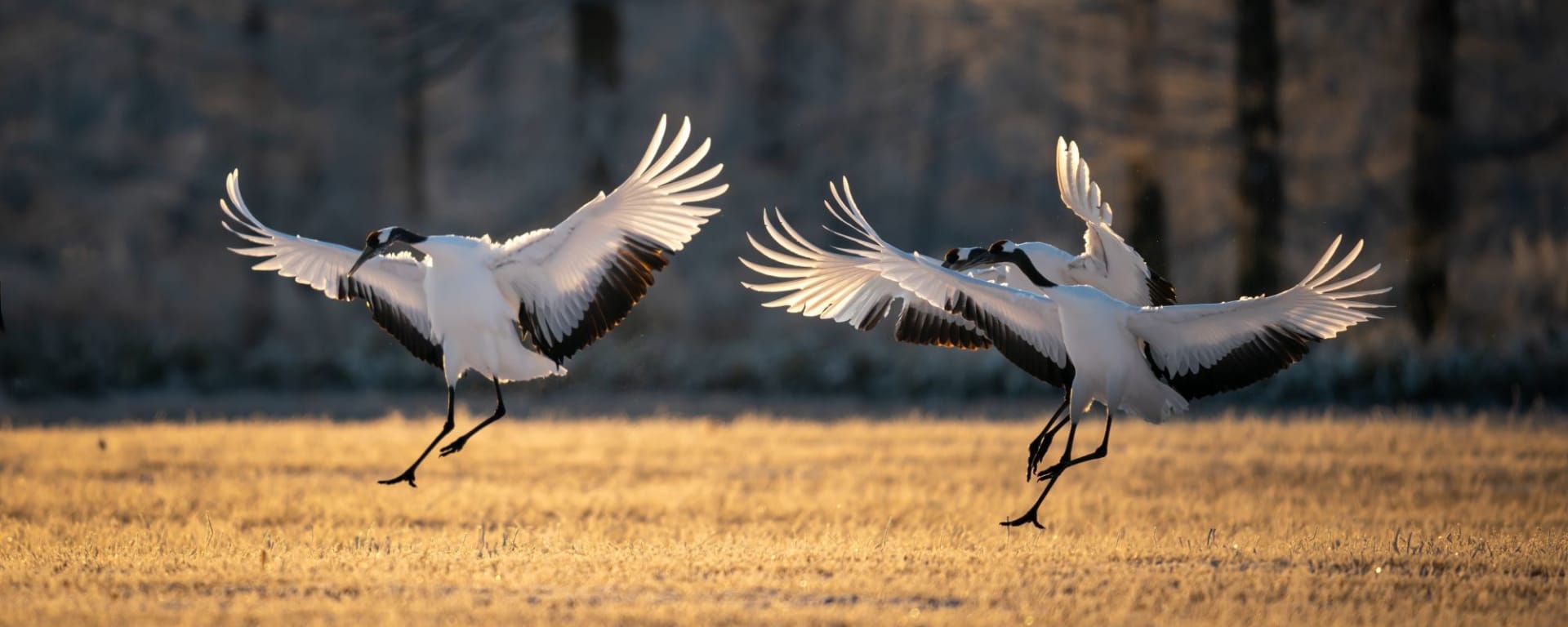 À travers le pays des Ainu de Hakodate: Red-crowned cranes flapping their wings