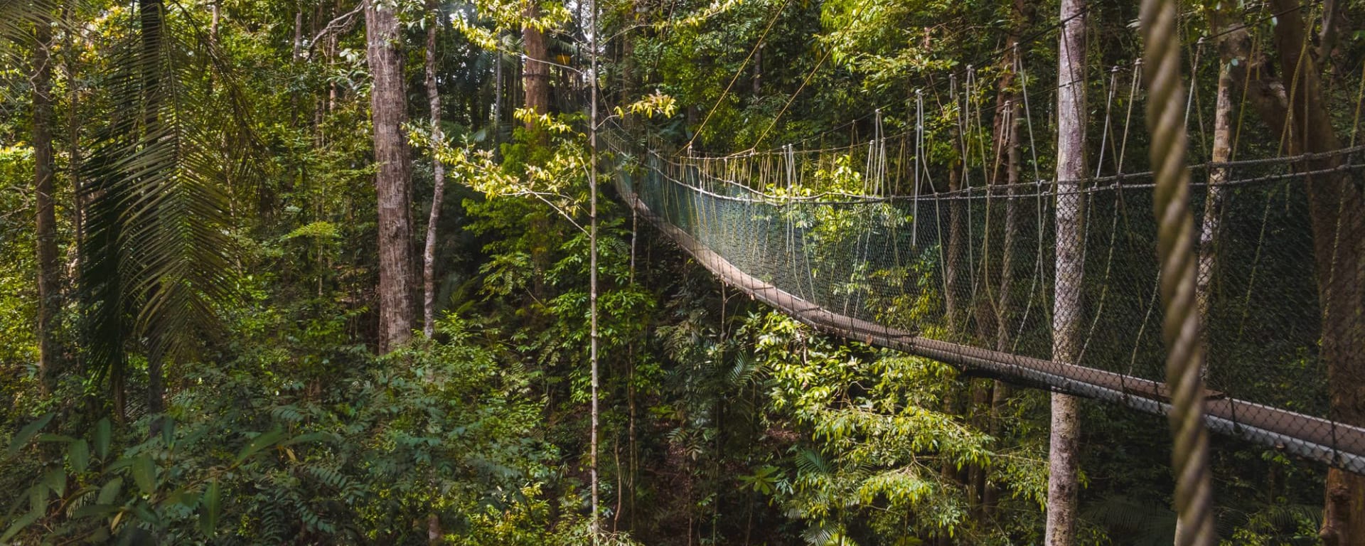 Parc national du Taman Negara de Kuala Lumpur: Taman Negara suspension bridge 