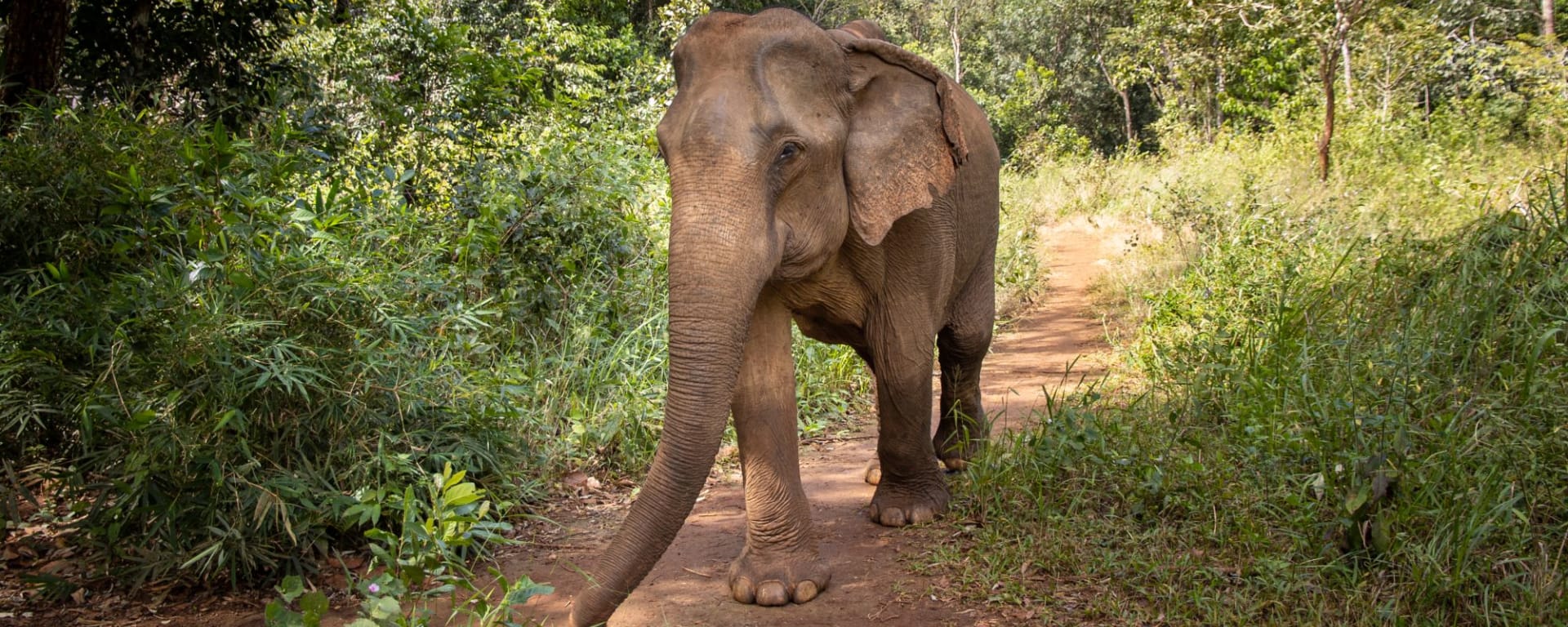 Le Cambodge pour explorateurs de Siem Reap: Elephant walling freely on the forest in Mondulkiri