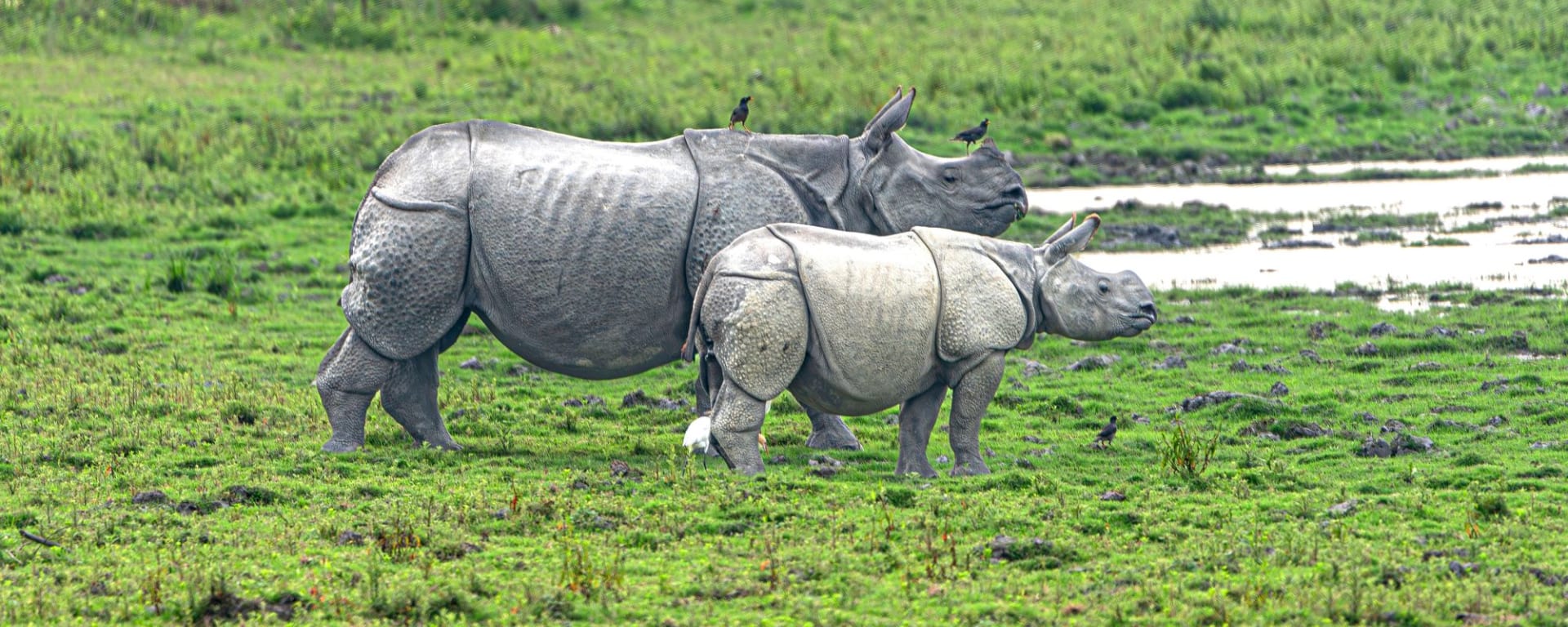 Wildes Assam ab Dibrugarh: Kaziranga National Park Rhina with his cub