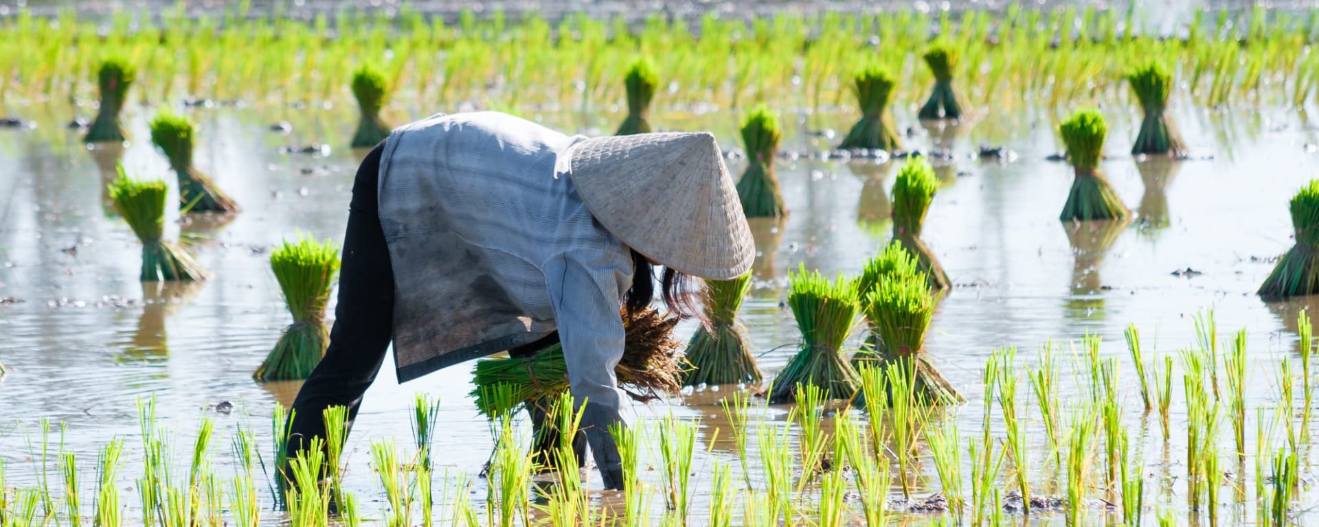 Faszinierendes Mekong Delta - ab/bis Saigon: Mekong Delta: Farmer planting rice