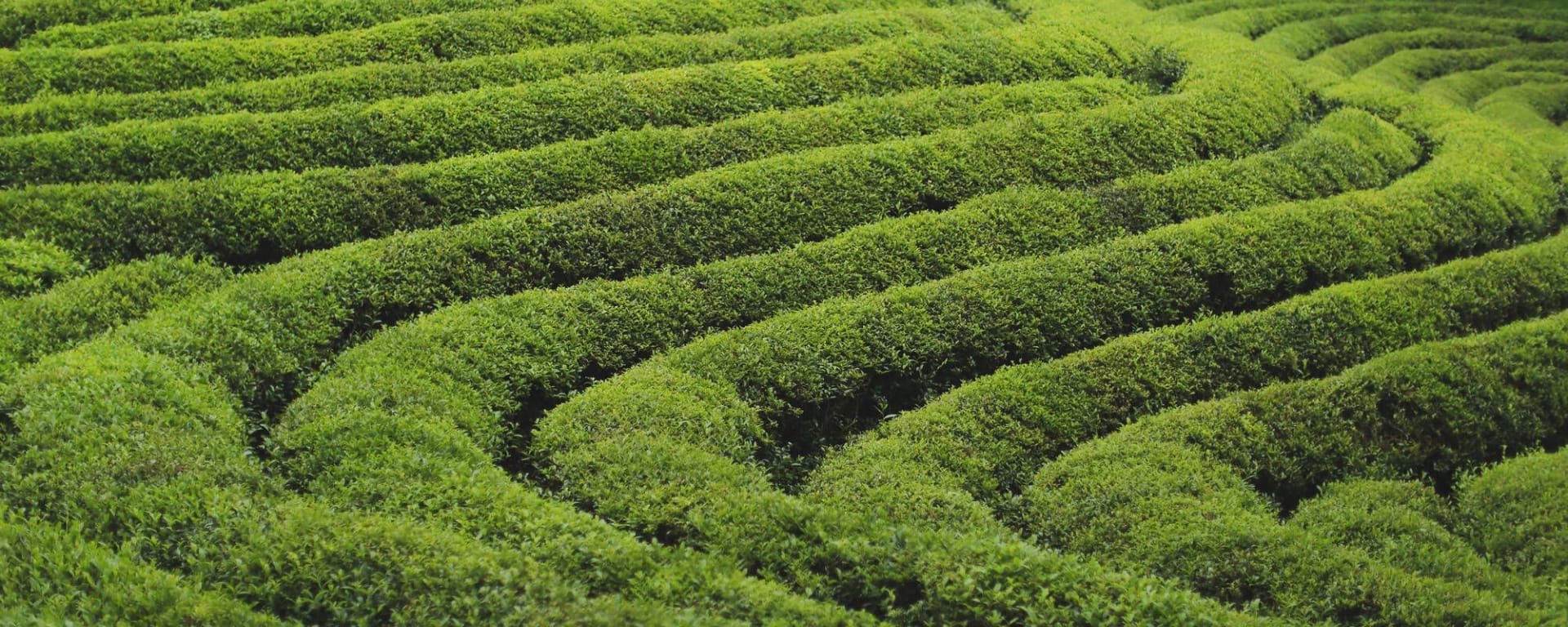 Südkoreas unbekannter Westen ab Seoul: The beautiful landscape of green tea farm in Bosung