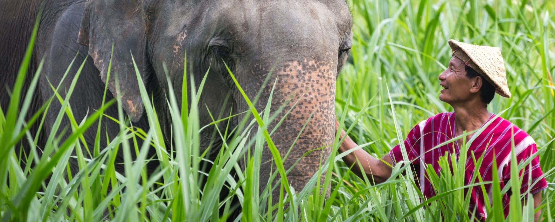 Elephant Hills - 2 jours de Phuket: Elephant Experience