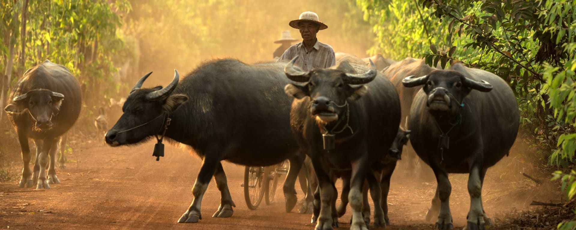 Erlebnis Südthailand ab Bangkok: Farmer with Buffalos