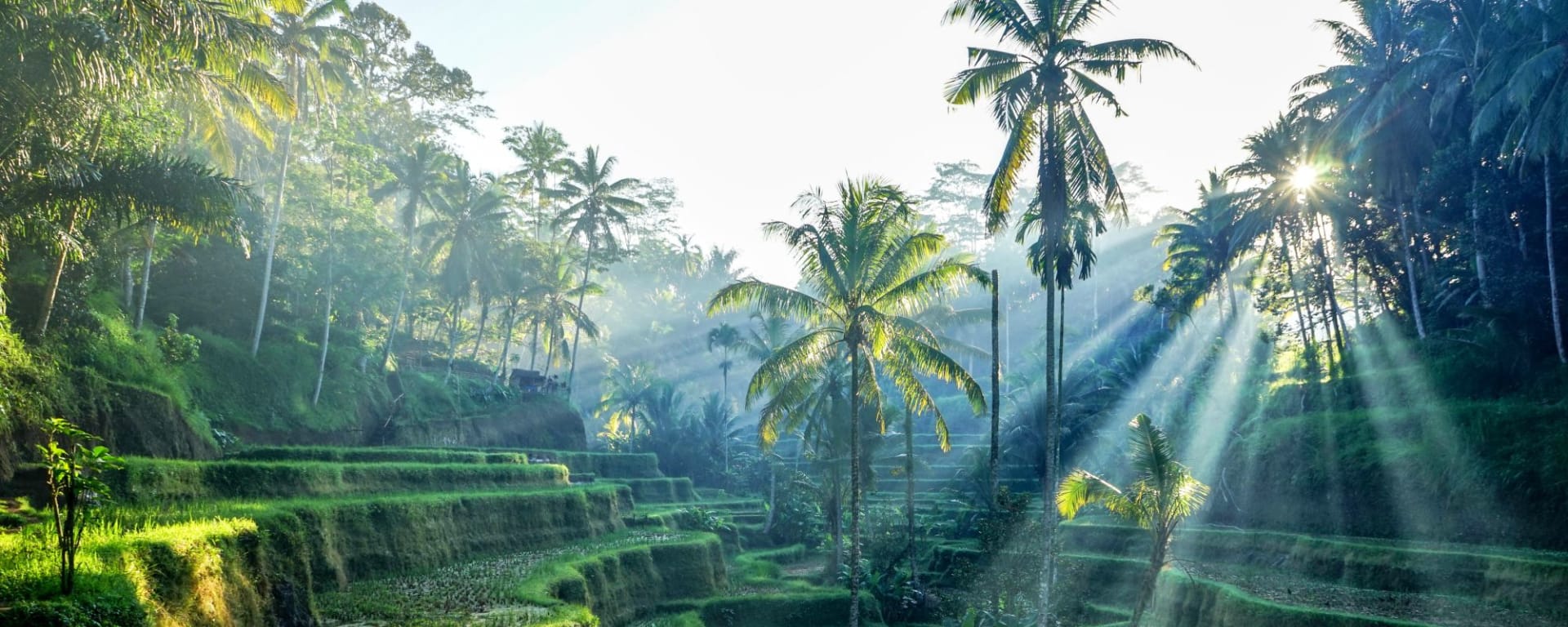 Höhepunkte Balis ab Südbali: Bali Ubud Rice Terraces