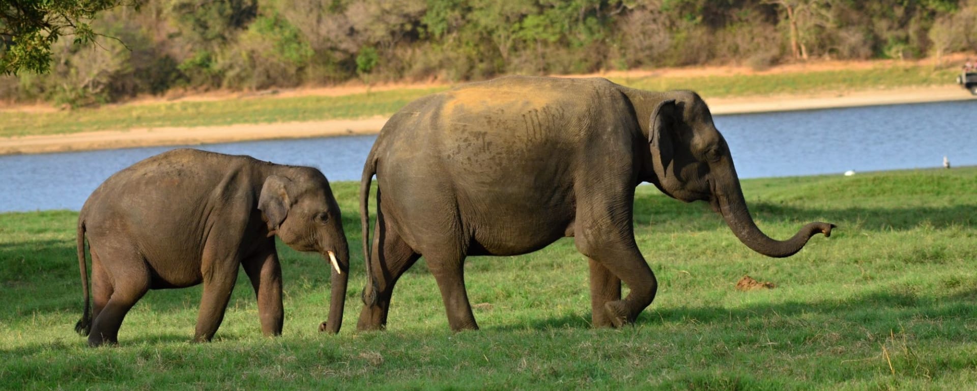 Sri Lanka im Sommer ab Colombo: Minneriya National Park