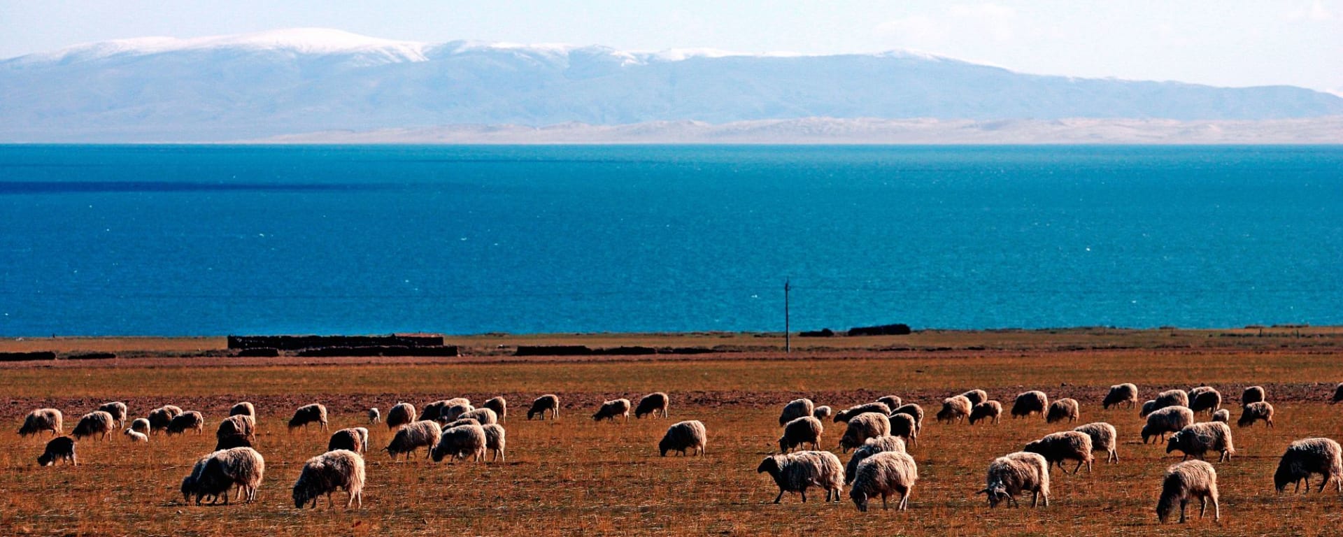 La magie du Tibet - prog. de base & extension à Tsetang de Lhasa: Tibetetan landscape with lake, mountains and sheeps