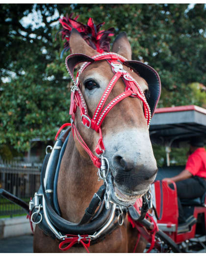Royal Carriages