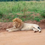 Masai Mara Game Reserve