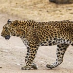 Jhalana Leopard Safari Park Price Chart