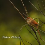 Cusco  for Visitors