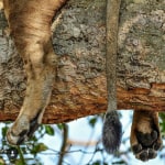 Tree Climbing Lions in Uganda