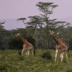 Lake Nakuru