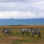 Budget Serengeti Safaris | Visiting Serengeti on Budget in 2020