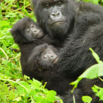Embark on the Adventure of a Lifetime: Gorilla Trekking in Rwanda with Silverback Safaris Expedition