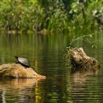 Learn about the paradise called Yasuni National Park