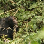 Uganda tours