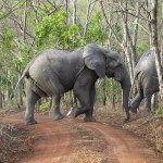 Get introduced to the Mole National Park 