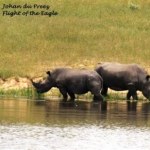 Endangered Rhinos 