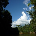 The Mighty Amazon Rainforest