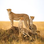 Discover the Untamed Beauty of Tanzania with Kalis Safari