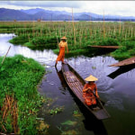 Floating Garden in Inle