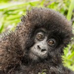 Double Gorilla Trekking and Nature Walk Extravaganza in Bwindi Impenetrable National Park