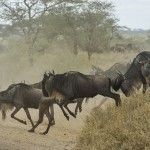 The Spectacular Serengeti