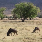 Wildebeest Migration Safari with Tropical Wild Expeditions