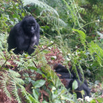 What to Pack for a Gorilla Trekking Safari