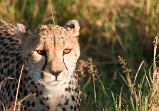 10 Best Ways to Experience the Wild Charm of Kenya