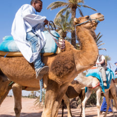 Camel Rides in Marrakesh