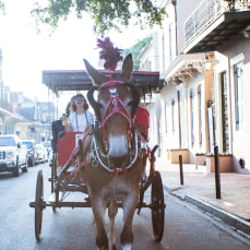 5 Reasons Why A Carriage Tour is the Best Way to Discover New Orleans