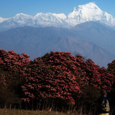 Ghorepani Poonhill Trekking