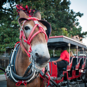 royalcarriages-neworleans-tour-operator