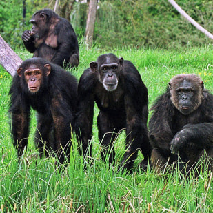 Gombe Stream National Park