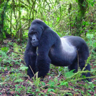 Gorilla Trekking Tours in Uganda and Rwanda