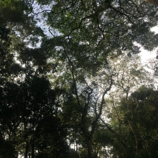 Bigodi Nature Walk in Kibale National Park