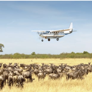 The Great Wildebeest Migration of Tanzania’s Serengeti