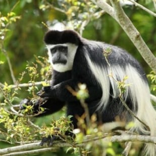 Experience tranquillity, Joy and Beauty at the natural forest of Nyungwe