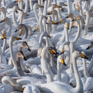 Swans of Altai Mountains