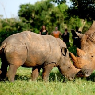 Ziwa Rhino Sanctuary