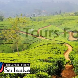 Nuwara Eliya - The Little England