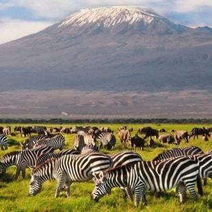  Find Out Best of Tanzanian Safari Parks