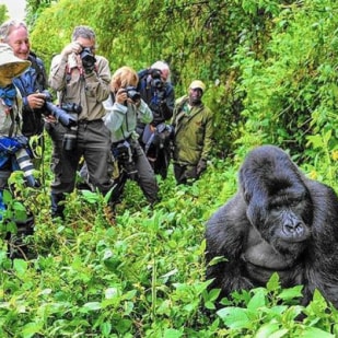 5 Reasons You Need to See Gorillas in Uganda