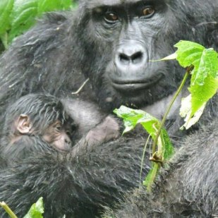 Why Should You Visit Queen Elizabeth And Bwindi Mpenetrable On Your Trip To Uganda