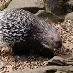 Can porcupines shoot their quills?