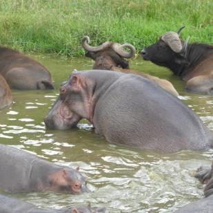 BEAUTIFUL RHINOS OF THE PEARL OF AFRICA 