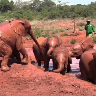 Know about The David Sheldrick Elephant Orphanage